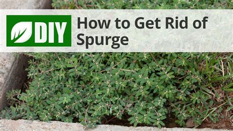 How to Get Rid of Spurge | DoMyOwn.com - YouTube