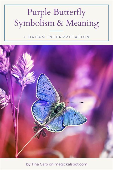 Purple Butterfly Symbolism and Meaning [+ Dream Interpretation] in 2021 ...