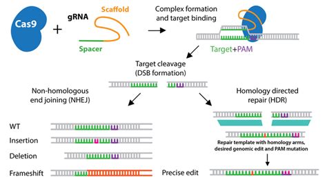 Addgene: CRISPR History and Development for Genome Engineering