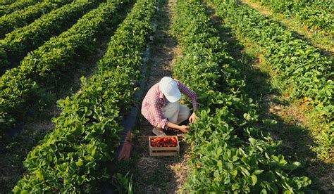 Harvest practices for strawberry - freshknowledge.eu