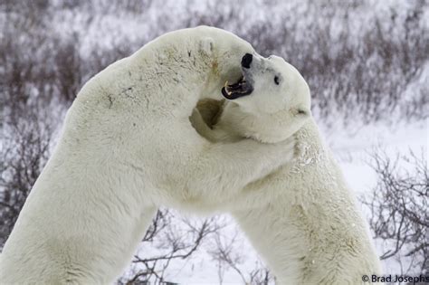 Polar Bear ” Boxing Day” Photos of the Week - Churchill Polar Bears