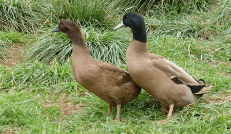 Breed Spotlight: Khaki Campbell Duck | Meyer Hatchery Blog