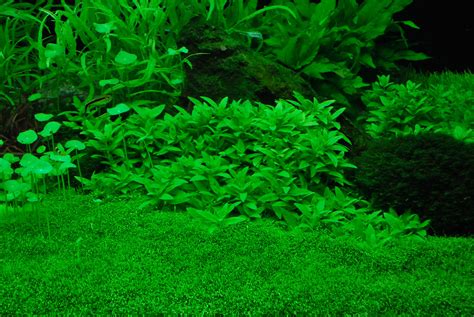 12 Best Low Light Aquarium Carpet Plants For Beginners | Easy Growing