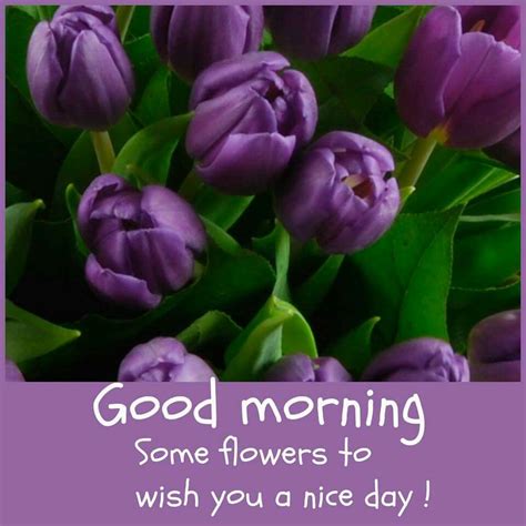 Good morning | Flowers, Tulips, Thought of the day