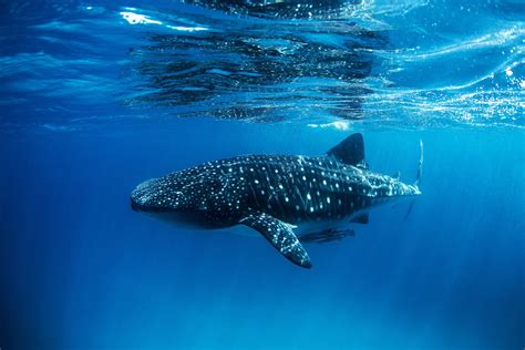 Ecology, behavior and conservation of whale sharks in Madagascar ...