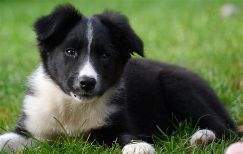 59+ Border Collie Dog Breed Picture - Bleumoonproductions