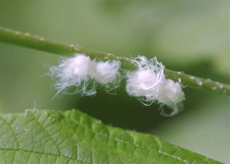 ARBICO Organics: What’s This Bug? The Wooly Aphid.