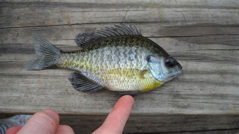 Why Everything You Know About Bluegill Management is Wrong - Cool Green ...