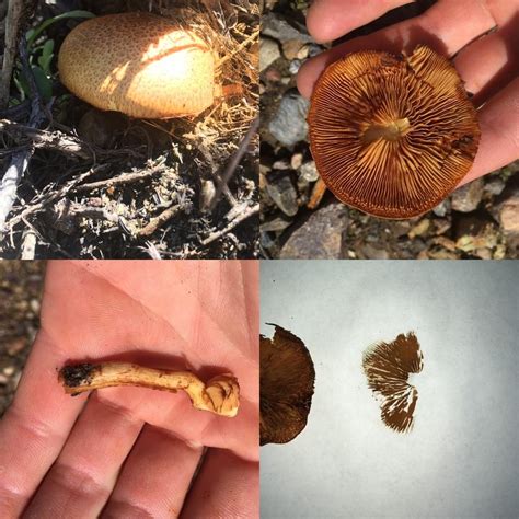 Gymnopilus sp.? Found off trail in coastal SoCal. Would love help with ...