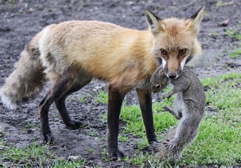 Are North American and European Red foxes different species? | Wildlife ...