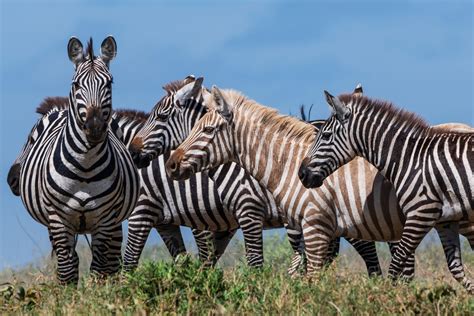 Where Do Zebra Live : Zebra Habitat About Zebras Online Biology ...