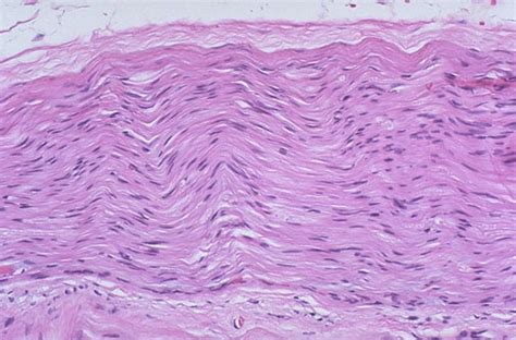 Normal Histology