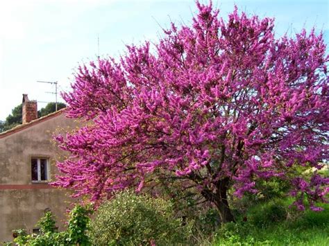 THE JUDAS TREE |The Garden of Eaden