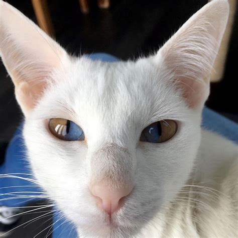 Conoce este impresionante gato blanco con una rara condición genética ...