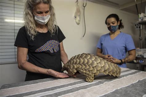 Landmark sentence puts pangolin poacher in prison for 10 years | The ...