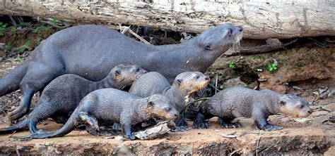 Giant Otter – "OCEAN TREASURES" Memorial Library