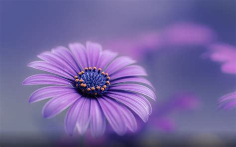 Purple Blue Flower Hd Wallpapers For Mobile Phones And Computers ...