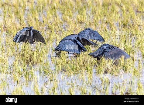 Black Herons, Egretta ardesiaca, aka black egret, hunting by creating ...