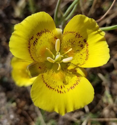 Calochortus luteus Calflora