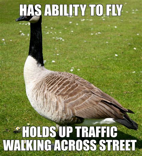 Scumbag Canadian geese... They love to take over the burbs of Chicago ...