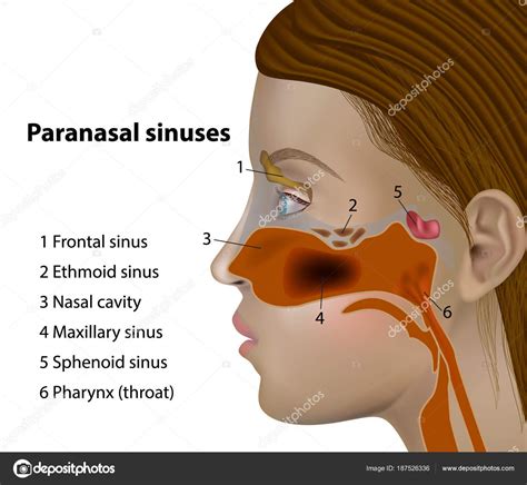 Anatomy Paranasal Sinuses Side Views Frontal Sinus Maxillary Sinus ...