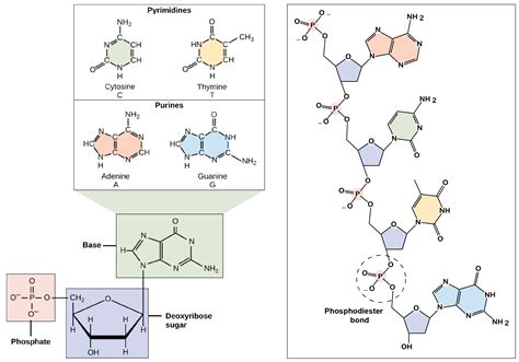 Nucleotideos Composição