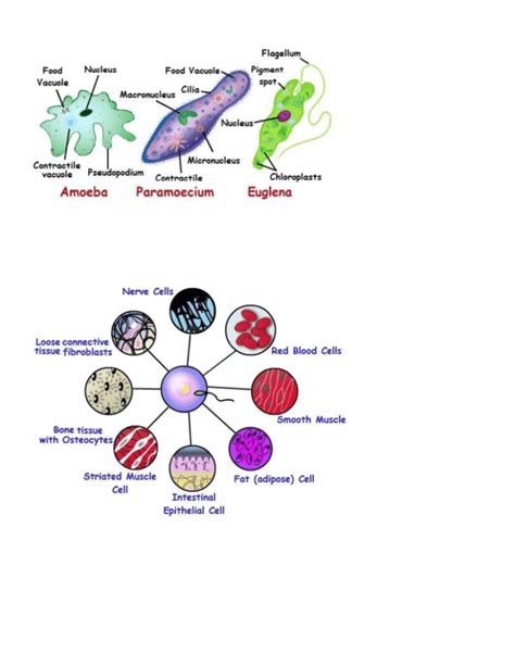 Differences Between Unicellular and Multicellular Organisms 3