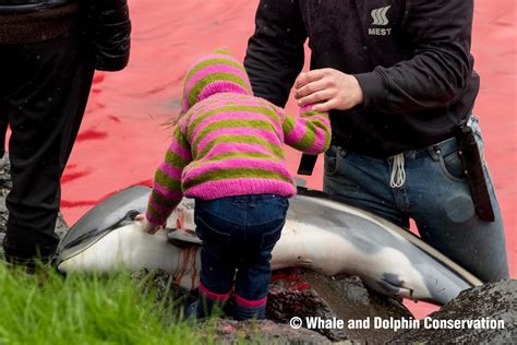 The horror - reflecting on the massacre of 1,428 dolphins on the Faroe ...