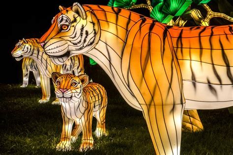 Bronx Zoo Holiday Lights Admission Ticket 2024: Triphobo