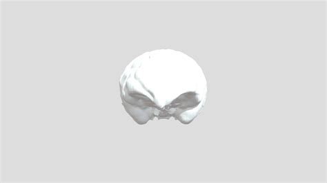 No. 1 brain endocast - 3D model by ZCofran [6892ed5] - Sketchfab