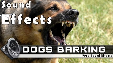 DOGS BARKING Sounds and Voices - Sound Effects - YouTube