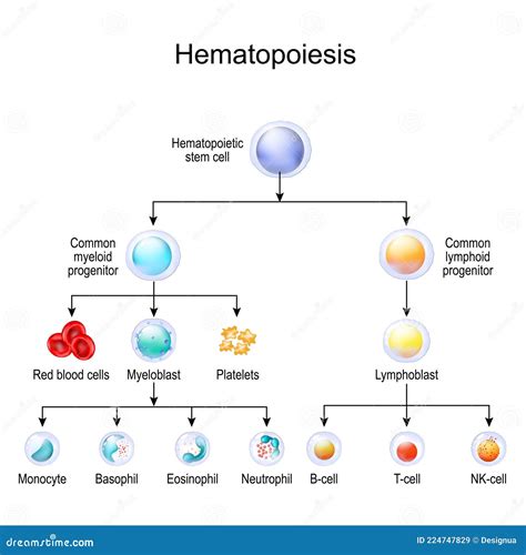 Haematopoiesis Cartoons, Illustrations & Vector Stock Images - 32 ...