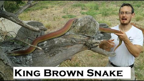 KING BROWN SNAKE (MULGA SNAKE) - Pseudechis australis. Largest Venom ...