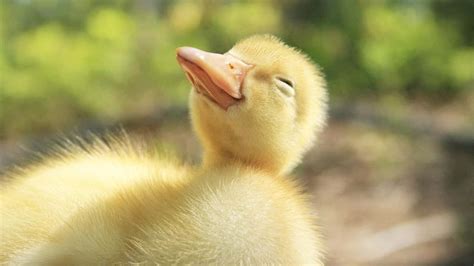 Download Adorable Baby Duck Looking for a Snack | Wallpapers.com