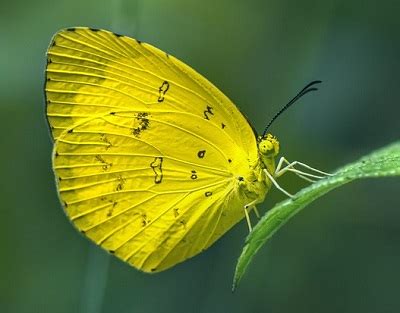 Common Grass Yellow (Eurema hecabe) Butterfly | Butterfly and Bee Garden