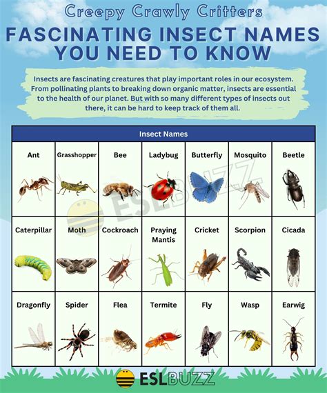 Insect Names: Learn the Coolest and Weirdest Bugs - ESLBUZZ