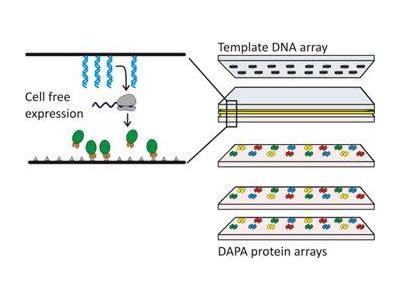 DNA Array to Protein Array technology (DAPA) Our Research Background at ...