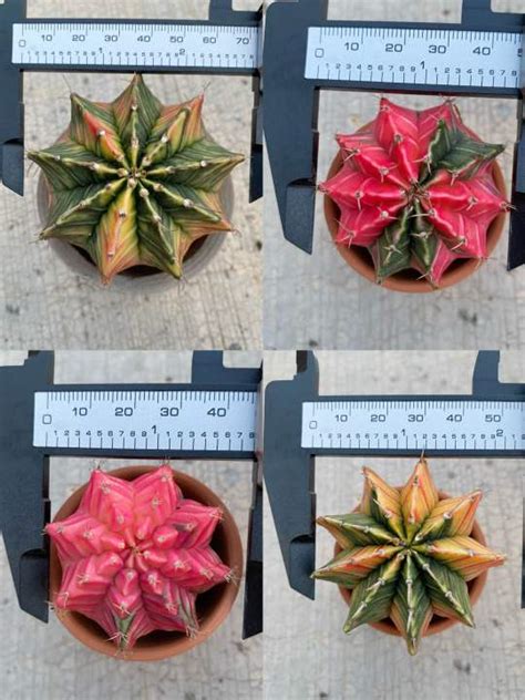 Ready Stock Live Plants Variegated Cactus Gymnocalycium LB Hybrid Gymno ...