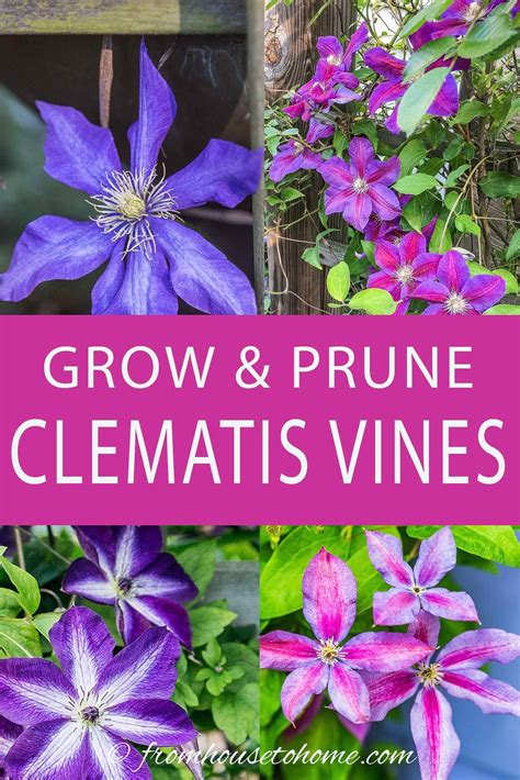 Clematis is an easy to grow perennial vine that thrives in part shade ...