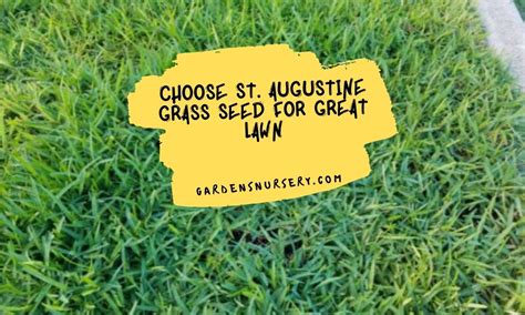 Choose St. Augustine Grass Seed For Great Lawn