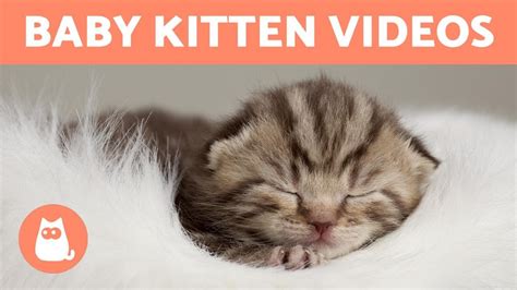 BABY KITTEN VIDEOS 😻 Cute and Funny Cats Compilation! - YouTube