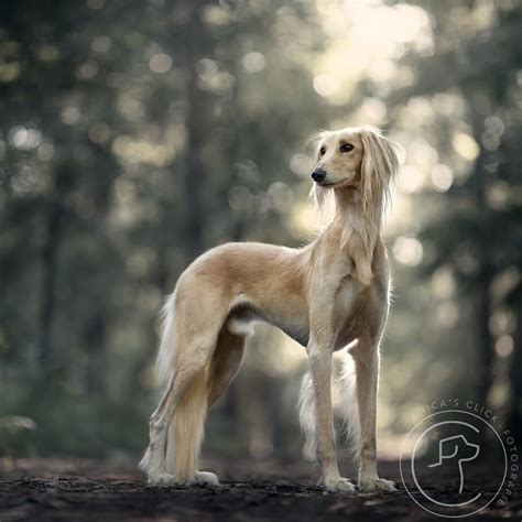 Borzoi vs Saluki: A Detailed Sighthound Comparison - PawCited