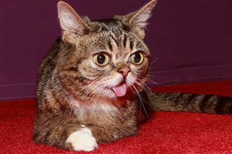 Lil Bub Dead: Famous Internet Cat Passes Away at Age 8