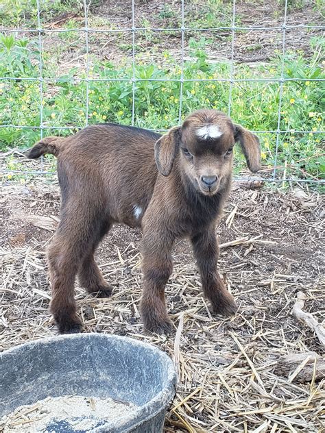 Tennessee Fainting Goats | Old Crowe Farm