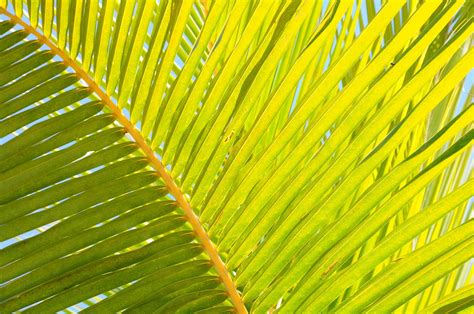 Coconut Tree Leaf 2 Free Photo Download | FreeImages