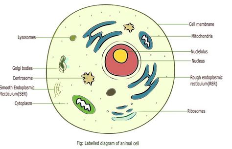 Draw a neat labelled diagram of animal cell | Animal cell, Biology ...