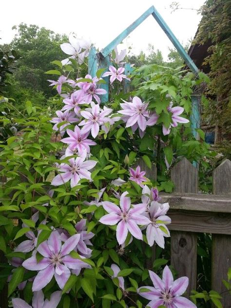 Clematis on trellis. | Clematis, Plants, Trellis