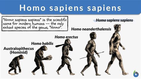 Homo sapiens sapiens - Definition and Examples - Biology Online Dictionary