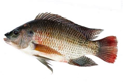 Tilapia Aquaponics – All You Need To Know