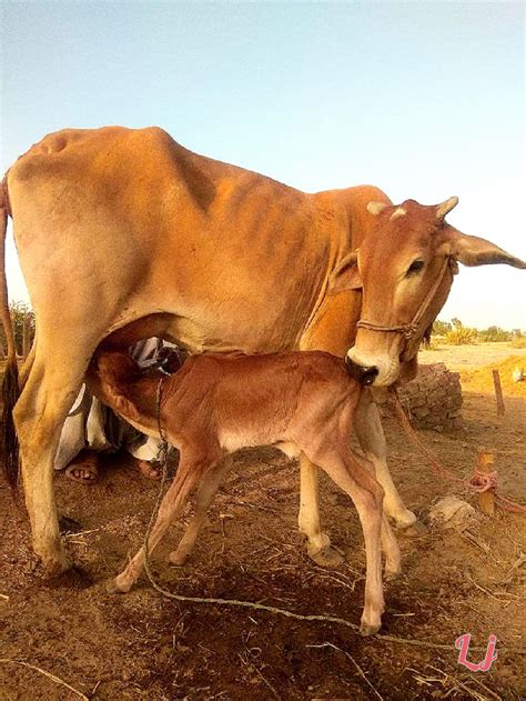 Red-Sindhi Cow & Calf